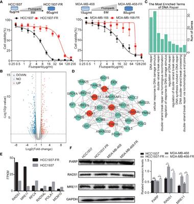 Chidamide Reverses Fluzoparib Resistance in Triple-Negative Breast Cancer Cells